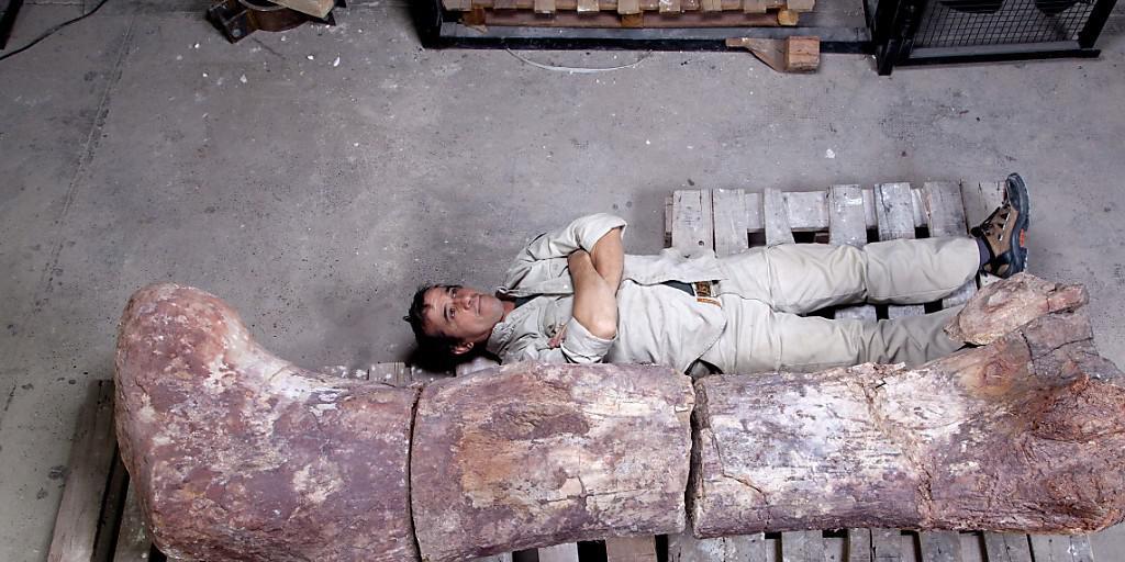 Ein Mitarbeiter des Museums Paletontológico posiert zum Grössenvergleich neben einem Oberschenkelknochen des gigantischen Sauriers. (Archivbild)