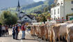 Viehschau in Gams, SG, Schweiz.