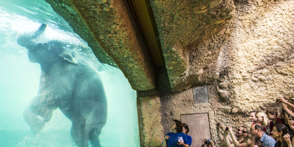 Durch das Unterwasserfenster im Elefantenpark Kaeng Krachan können Besucher des Zürcher Zoos Elefantin Farha beim Baden zuschauen (Archiv).