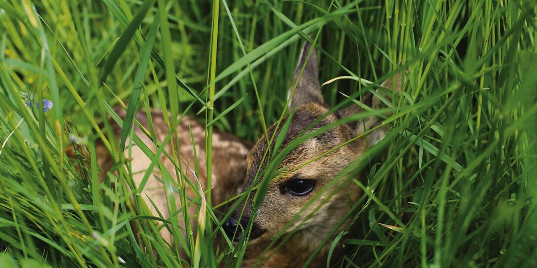 Fawn rescue , Bavaria, Germany