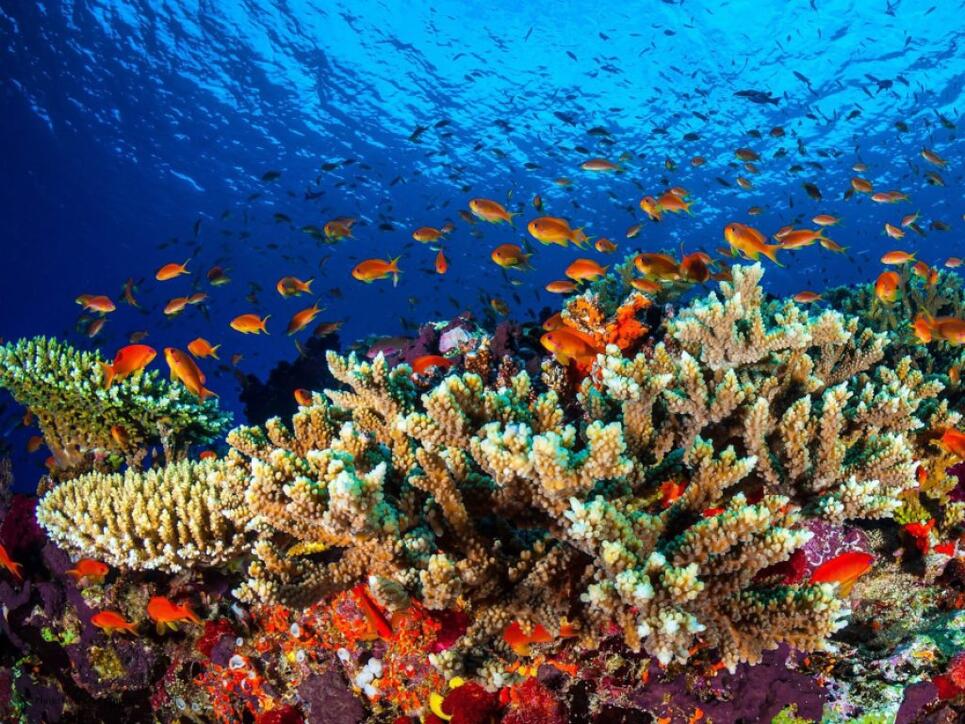 Damit grössere Teile des Great Barrier Reefs wieder gesund werden, haben Forscher gesunden Korallenlaich in gefährdete Teile transplantiert. (Archiv)