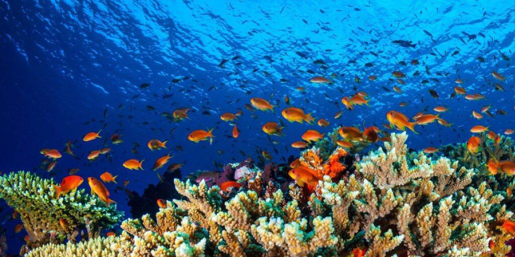 Damit grössere Teile des Great Barrier Reefs wieder gesund werden, haben Forscher gesunden Korallenlaich in gefährdete Teile transplantiert. (Archiv)