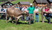 Prämienmarkt in Steg