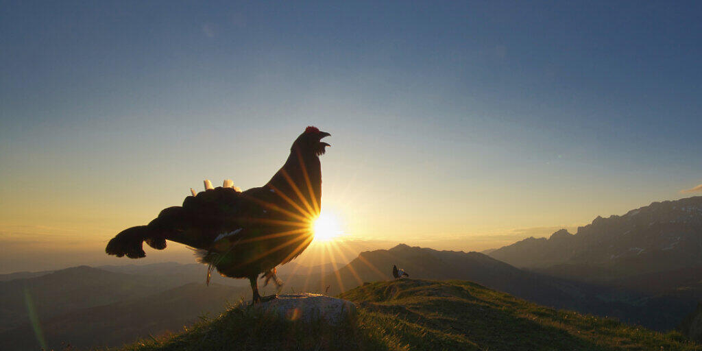 Das Bild des Birkhahns im Morgenlicht gewinnt den diesjährigen Fotowettbewerb der Vogelwarte.