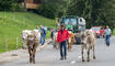 Alpabfahrt Alpgenossenschaft Gritsch Schaan