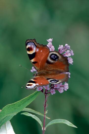Dieses sch&ouml;ne Pfauenauge flog Leserin Isolde Frick aus Balzers vor die Kamera.