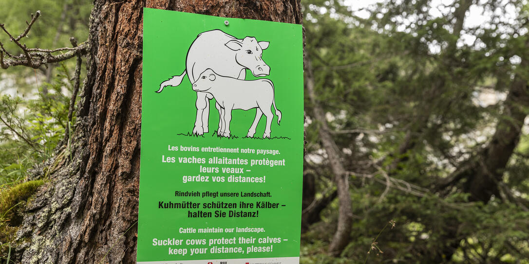 Reportage Alp Gapfahl in Steg