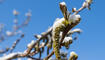 Schnee im Frühling