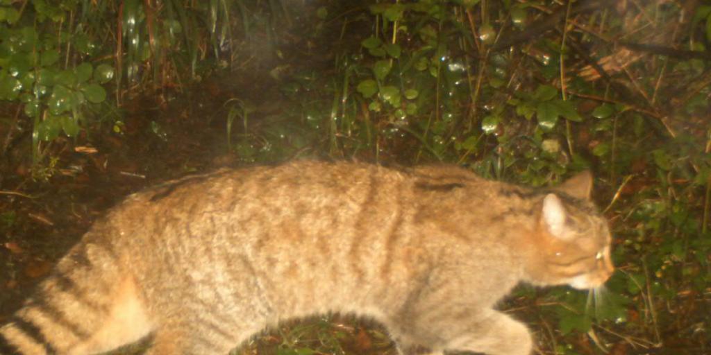 Nach der Ausrottung Ende des 19. Jahrhunderts sind im Kanton Genf erstmals wieder Wildkatzen nachgewiesen worden.