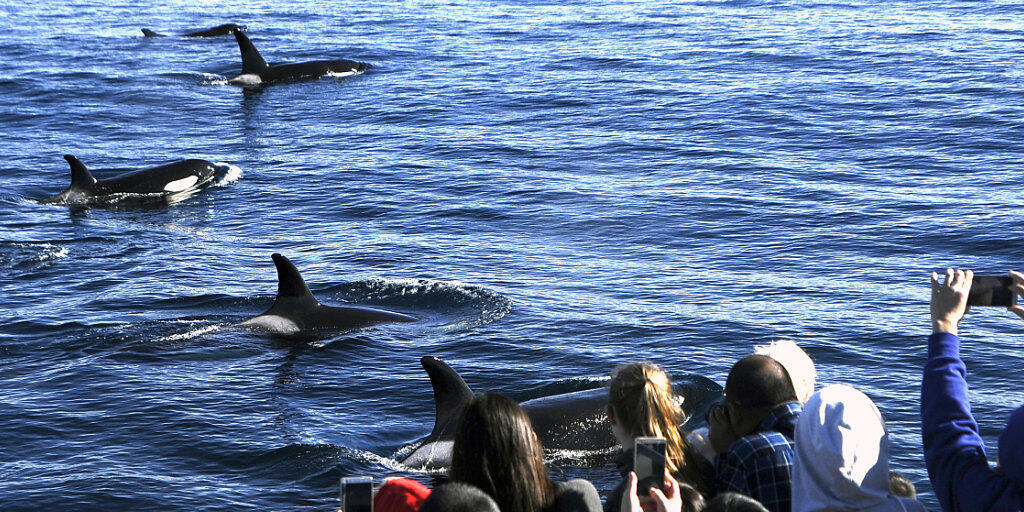 Die einzige nachhaltige Jagd auf Wale: Whale-Watching an der Küste Kaliforniens.