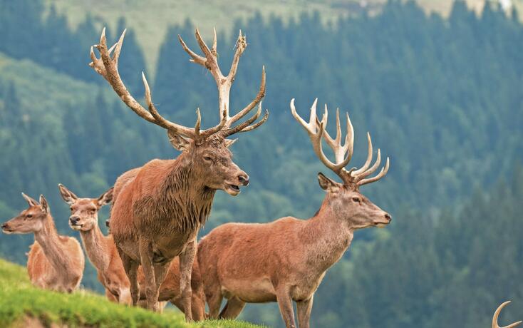 Red Deer, Cervidae