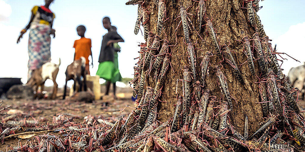 In Ostafrika gibt es Erfolge gegen die Heuschreckenplage: Hunderte der Tiere an einem Baumstamm Ende März  in Kenia.