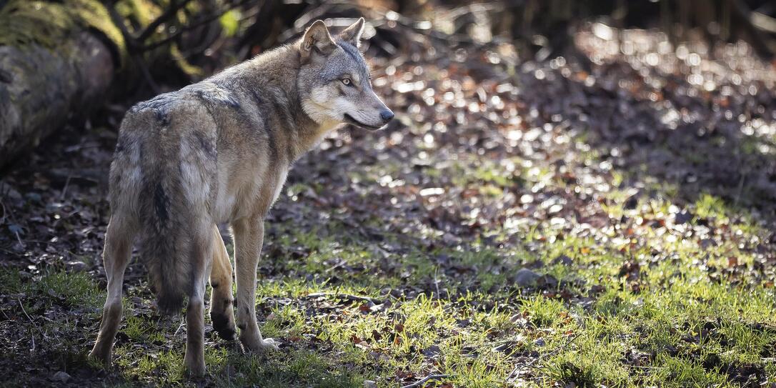 WOLF, WOLFSGEHEGE, WILDPARK BRUDERHAUS, BRUDERHAUS, WILDPARK, PARK, GEHEGE,