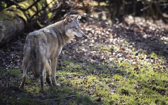 WOLF, WOLFSGEHEGE, WILDPARK BRUDERHAUS, BRUDERHAUS, WILDPARK, PARK, GEHEGE,