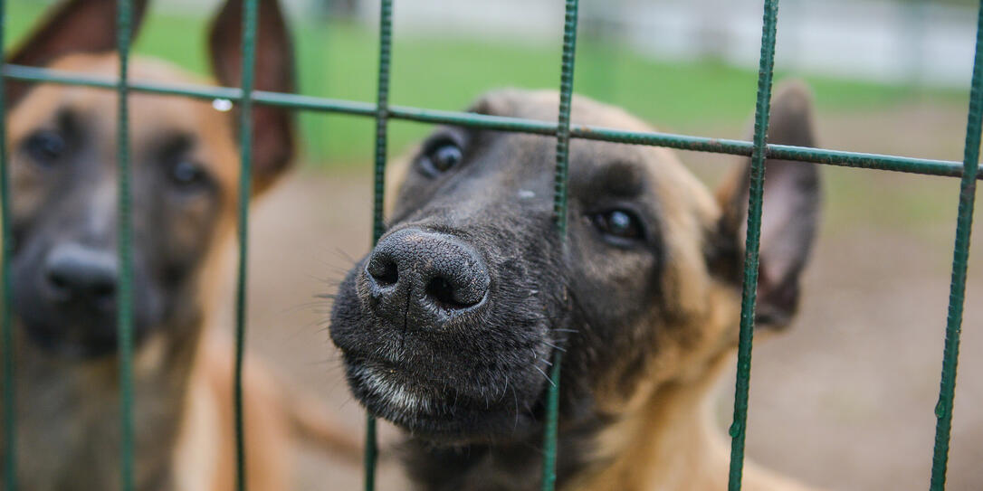Sad puppy in a cage.