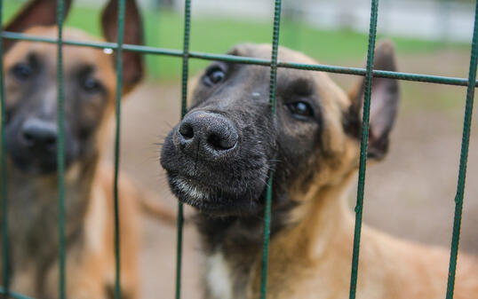 Sad puppy in a cage.