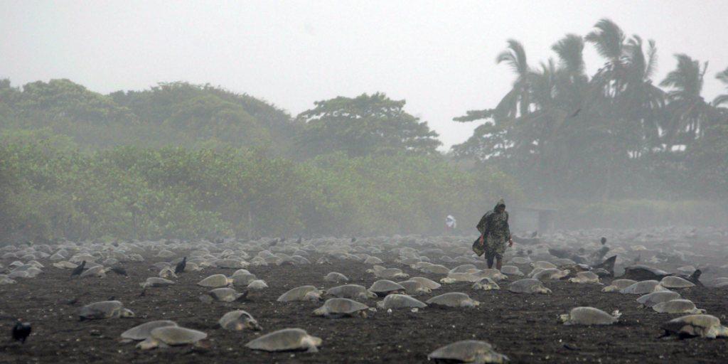 Meeresschildkröten legen Eier am Strand von Guanacaste in Costa Rica: Tierschützer Jairo Mora musste wegen dem Einsatz für die Tiere sein Leben lassen. (Archivbild)