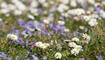 Frühling in Liechtenstein