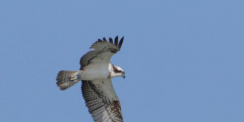 Erfolg für die Wiederansiedlung: "Fusée", ein junger Fischadler, der im Sommer 2016 in der Schweiz ausgesetzt wurde, ist zurück. Durch den blauen Ring am rechten Bein konnten Ornithologen den Greifvogel identifizieren.