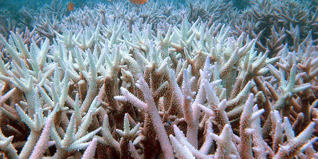 Um die Korallen im Great Barrier Reef steht es schlecht: Einer neuen Studie zufolge verschwanden dort binnen der letzten 25 Jahre die Hälfte aller Korallen. Um die Korallen im Great Barrier Reef steht es schlecht: Einer neuen Studie zufolge verschwanden dort binnen der letzten 25 Jahre die Hälfte aller Korallen.
