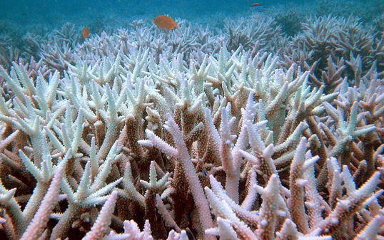 Um die Korallen im Great Barrier Reef steht es schlecht: Einer neuen Studie zufolge verschwanden dort binnen der letzten 25 Jahre die Hälfte aller Korallen.