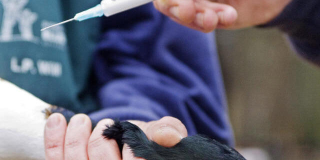 Impfung gegen Vogelgrippe in den Niederlanden