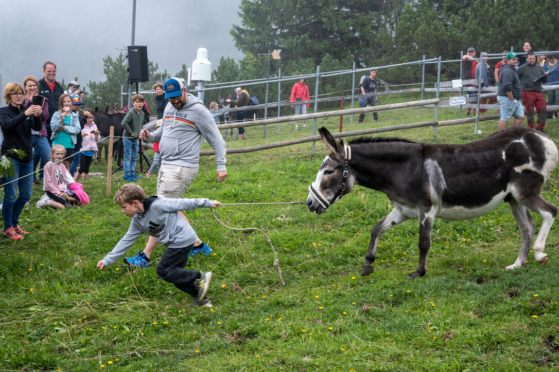 Eselfest in Malbun