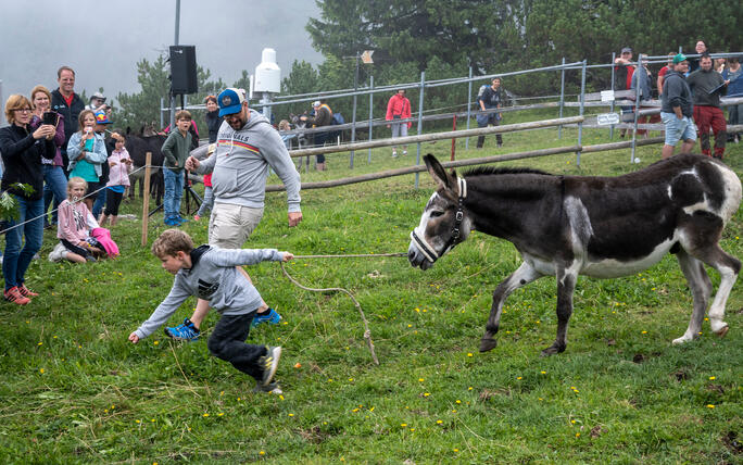 Eselfest in Malbun