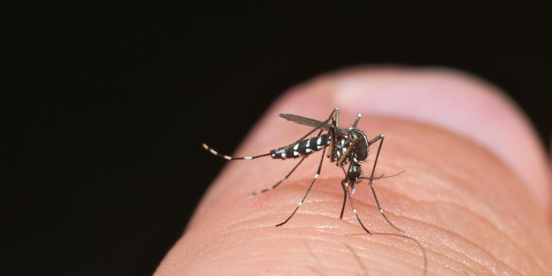 Tiger mosquito (Aedes albopictus) Tiger mosquito (Aedes albopictus)