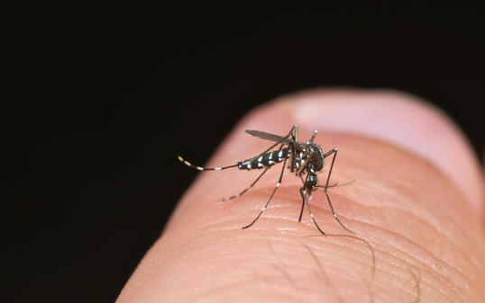 Tiger mosquito (Aedes albopictus)
