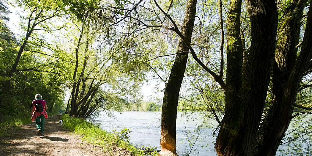 Biber sind fleissige Holzfäller und Baumeister - und kommen darum auch immer wieder mit dem Menschen in Konflikt (Archiv)