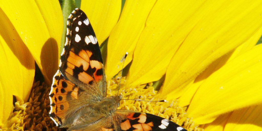 Invasion aus Afrika: Distelfalter (Vanessa cardui) könnten dieses Jahr massenweise über die Alpen einreisen