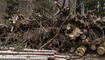 Wald in Eschen Nendeln