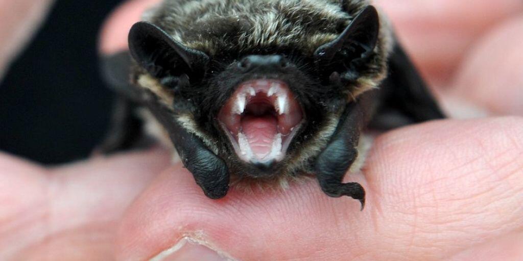 Flederm&auml;use k&ouml;nnten die urspr&uuml;nglichen &Uuml;bertr&auml;ger von Covid-19 gewesen sein. An der Pandemie ist dennoch der Mensch schuld - wegen Handel und Verzehr von Wildtieren. (Symbolbild)