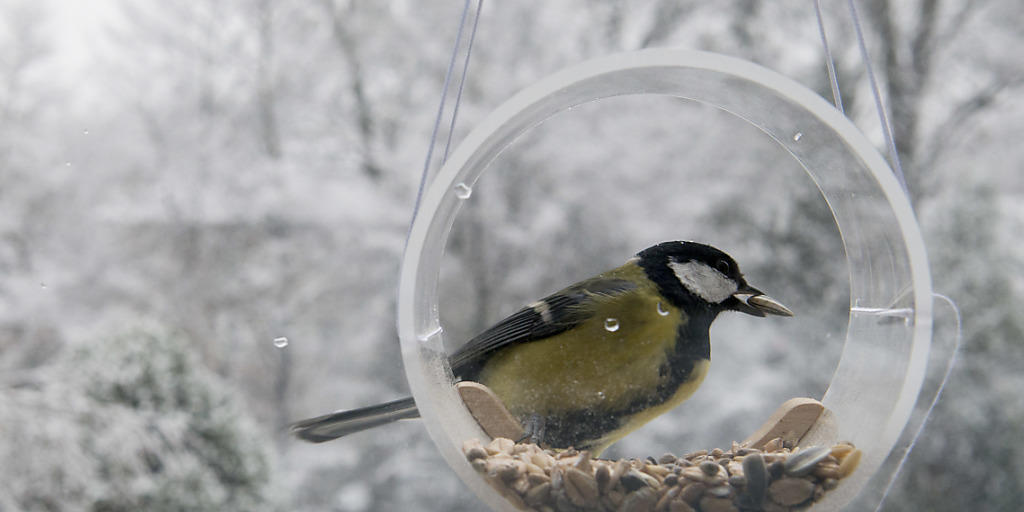 Um die Verbreitung von Krankheiten zu vermeiden, sollte gem&auml;ss der Vogelwarte Sempach ein besonderes Augenmerk auf die Hygiene am Futterh&auml;uschen gelegt werden. (Archivbild)