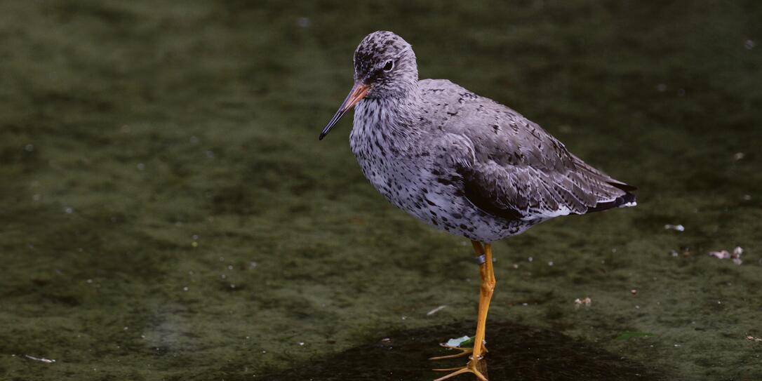 Redshank