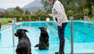 Hundeschwimmen im Freibad Salez