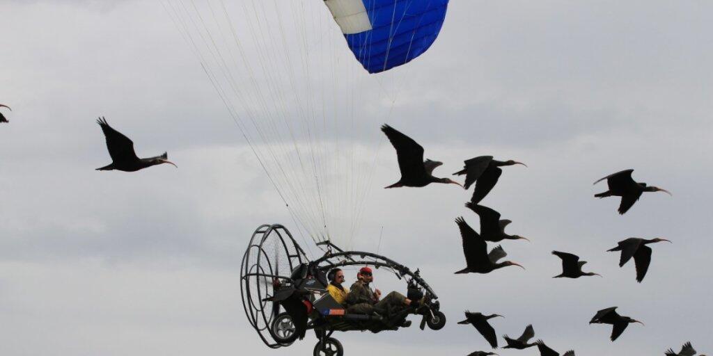 Am Bodensee erhalten junge Waldrappe Flugstunden von Menschen für ihre gemeinsame spätere Reise über die Alpen. (Symbolbild)