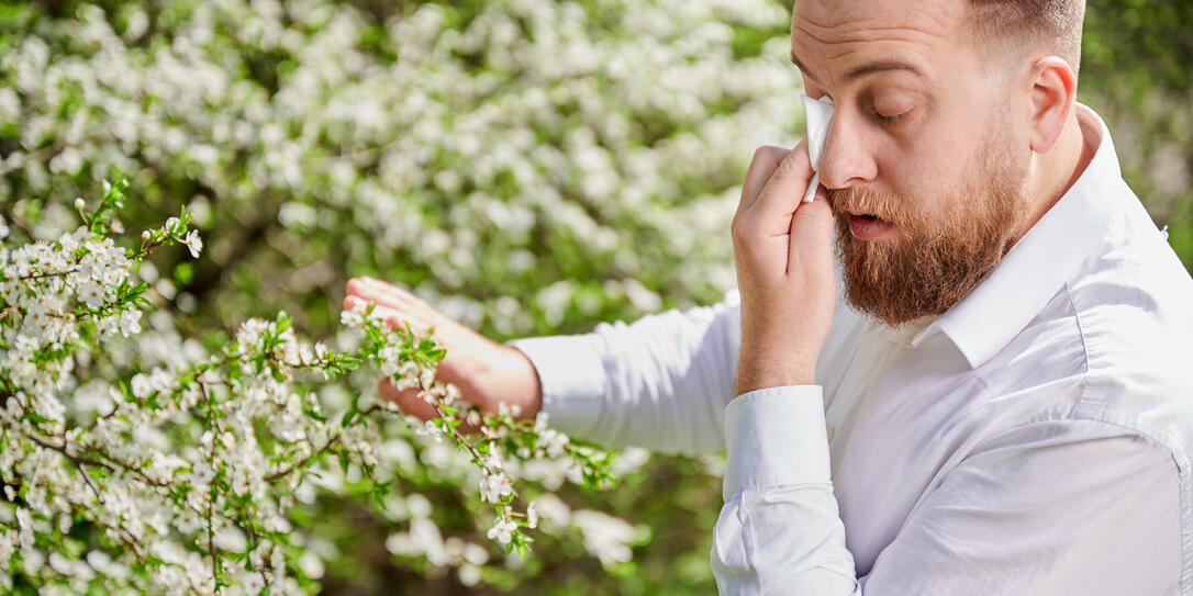 Man allergic suffering from seasonal allergy at spring, sneezing and blowing nose with handkerchief.