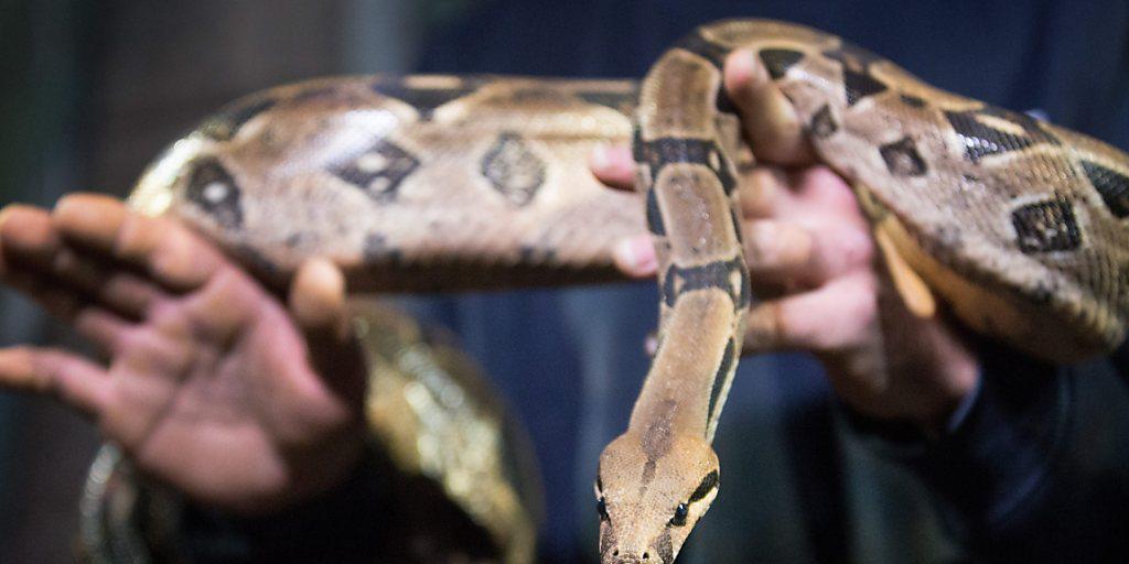Erdrückt ihre Opfer mit ihren Muskeln: die von Mexiko bis Südamerika verbreitete Schlangenart Boa constrictor. (Symbolbild) Erdrückt ihre Opfer mit ihren Muskeln: die von Mexiko bis Südamerika verbreitete Schlangenart Boa constrictor. (Symbolbild)