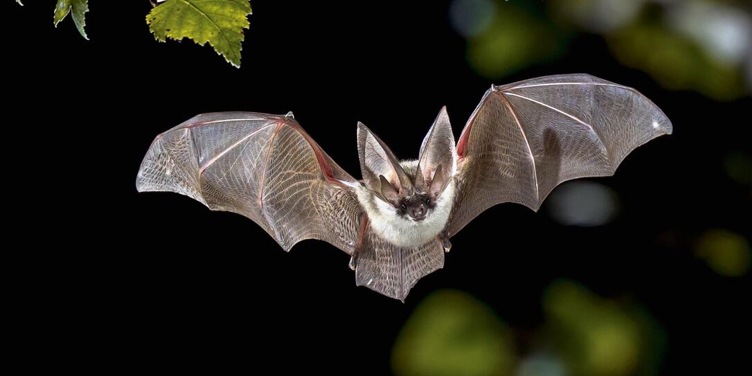 Flying Grey long eared bat in forest