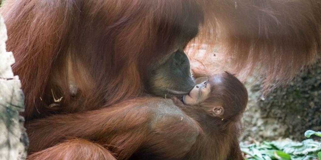 Nachwuchs bei den Orang-Utans im Zoo Basel: Mutter Maia mit ihrem Töchterchen Padma.