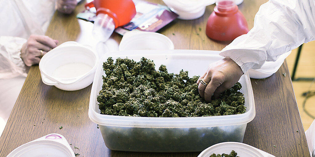 Der Nationalrat will keinen Experimentierartikel für Versuche mit Cannabis. Dieser sollte wissenschaftliche Projekte und Versuche mit neuen Regeln für den Freizeitkonsum von Cannabis ermöglichen. (Themenbild)