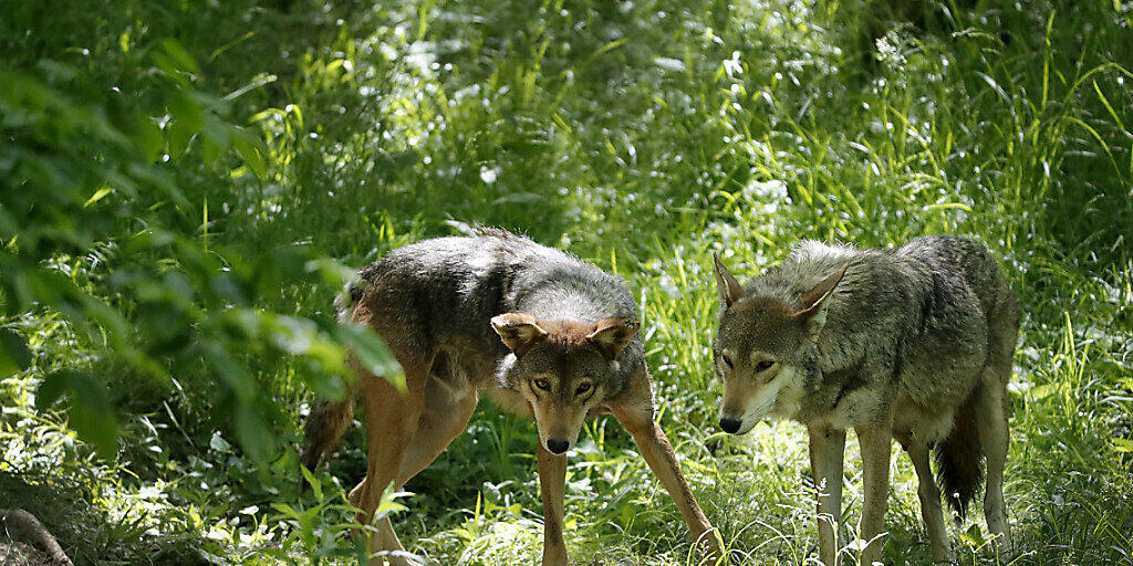 Umwelt- und Tierschutzorganisationen haben das Referendum gegen das neue Jagdgesetz lanciert. Damit könnten Wölfe auf Vorrat abgeschossen werden, kritisieren sie. (Themenbild)
