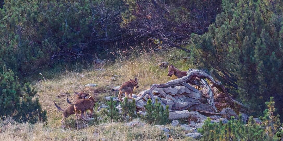 Nachwuchs bei Wolfspaar bestätigt - Falknisrudel