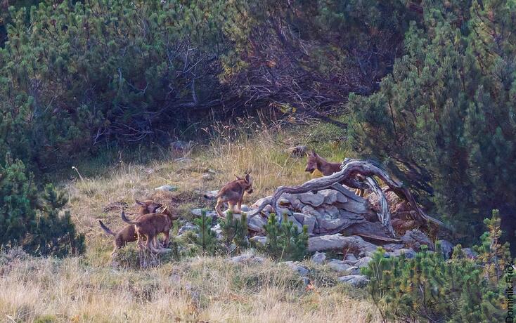 Nachwuchs bei Wolfspaar best&auml;tigt - Falknisrudel