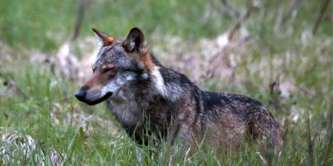 Wolf reisst Schafe Wolf reisst Schafe