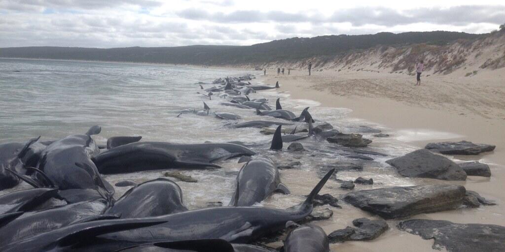 Die Ursache für das Massensterben ist unklar: Über 150 Wale - mehrheitlich Kurzflossen-Grindwale - gelangten an der Westküste Australiens an der Hamelin Bay rund 300 Kilometer südlich der Grossstadt Perth an Land und verendeten.