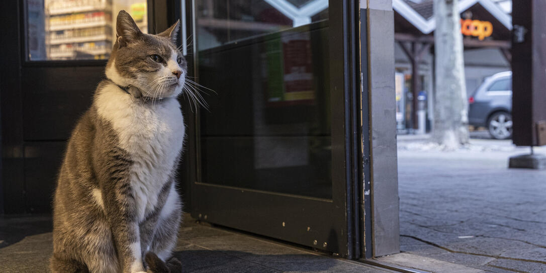 Coop Katze in Vaduz