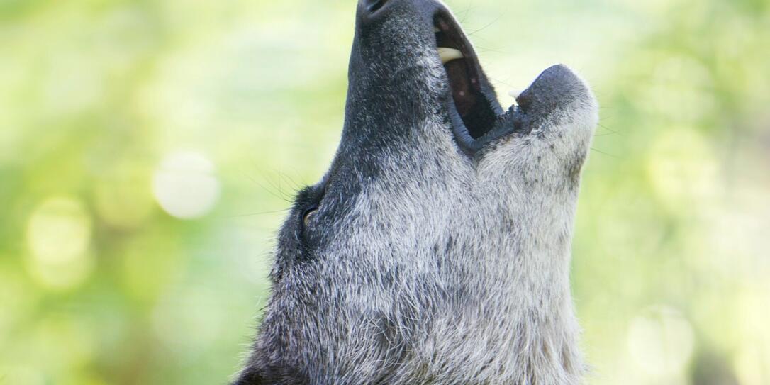 Gray wolf howling